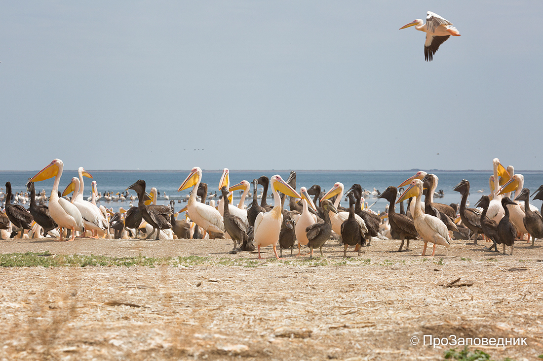 Заповедник "Черные земли". Розовые пеликаны на озере Маныч-Гудило