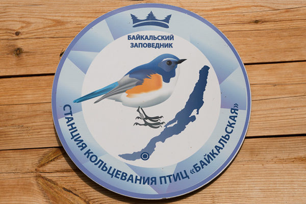 Станция кольцевания птиц "Байкальская"