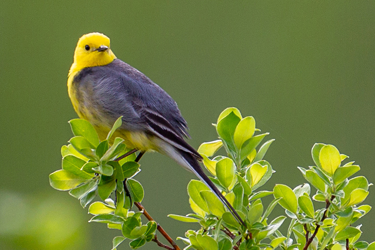 Птицы национального парка «Тункинский»
