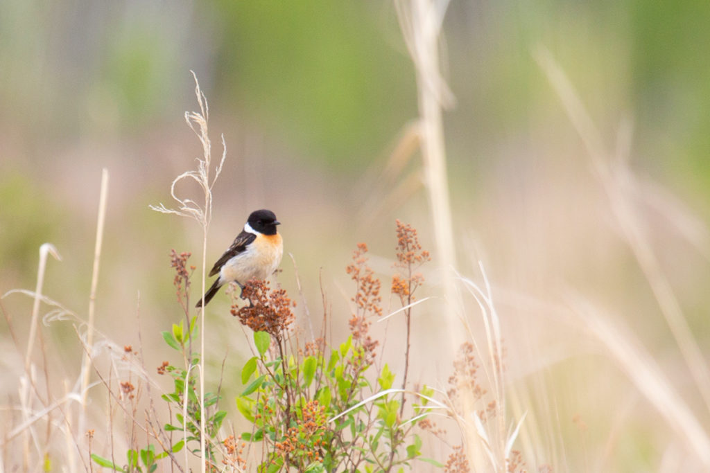 Черноголовый чекан. Птицы национального парка "Тункинский"