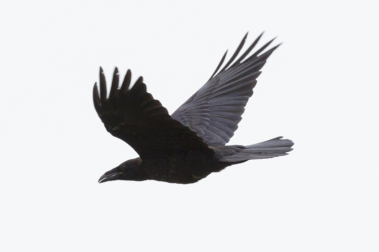 Черный ворон в полете