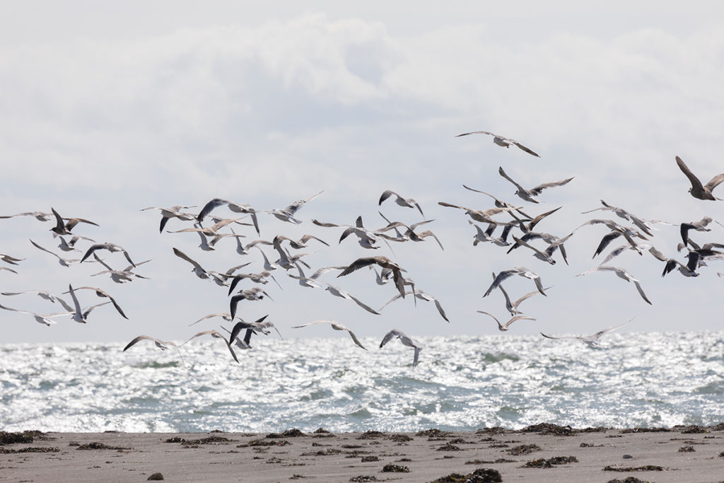 Чайки на берегу океана