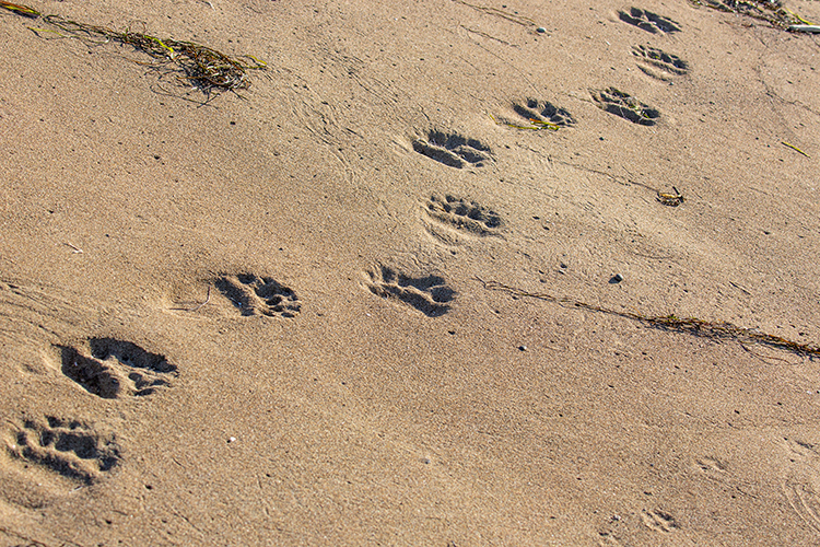 следы медведя на песке
