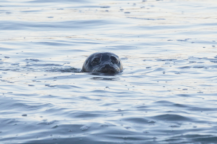 Голова тюленя в воде