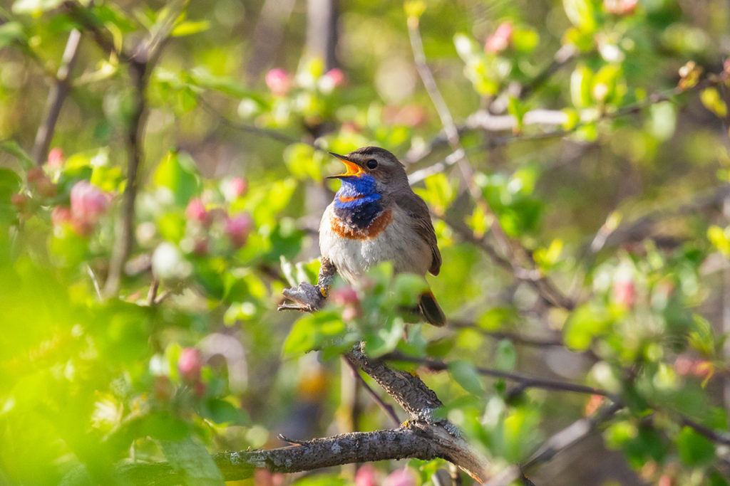 Птицы национального парка «Сенгилеевские горы»